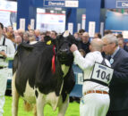 Entries now open for Royal Ulster Winter Fair