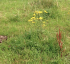 Now is the time to destroy noxious weeds if they’re growing on your land