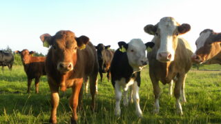Beef sales down 3% in Northern Ireland