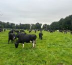 Monitor BCS as freshly calved cows are in an energy deficit