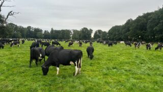 Monitor BCS as freshly calved cows are in an energy deficit
