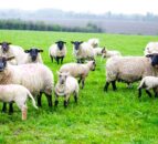 Farmers urged to vaccinate for clostridial infections