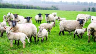 Lambing losses estimated at record levels for 2018