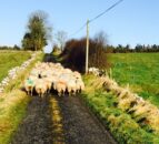 Throughput of lambs in the North 8% ahead of September 2014