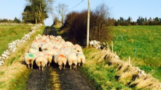 Throughput of lambs in the North 8% ahead of September 2014