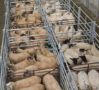 Imports of sheep from Northern Ireland up 20%