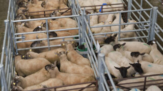 Imports of sheep from Northern Ireland up 20%