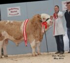 Simmental bulls reach £3,150 at Northern Ireland club sale