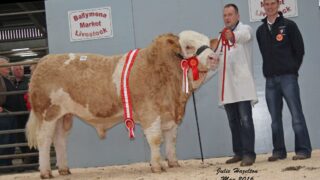Simmental bulls reach £3,150 at Northern Ireland club sale