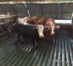 ‘Ammonia recommendations highlight need to work together’