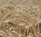 Bumper UK barley crop will not make up for reduction in wheat production