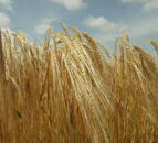 Spanish market ‘may demand more barley imports after dry season’