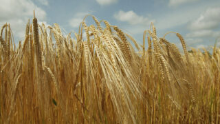 Spanish market ‘may demand more barley imports after dry season’