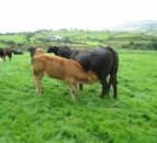 Suckler cow numbers tumble in Northern Ireland