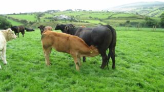 Suckler cow numbers tumble in Northern Ireland
