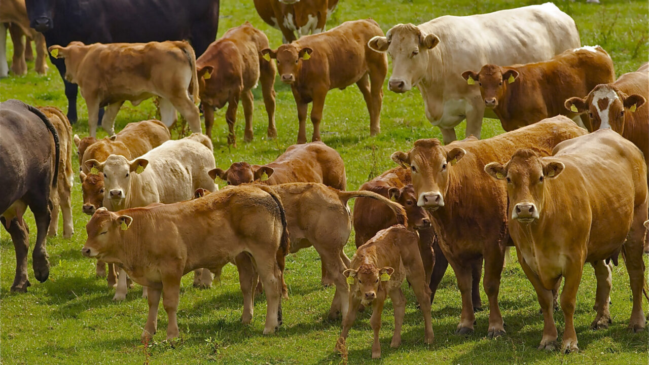NFUS warns falling livestock prices threaten Scottish production