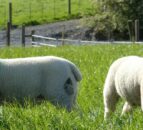 Open day planned at NI’s first RamCompare flock