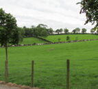 On the ‘up’: Down dairy farmers pipped at the post for UK grassland award