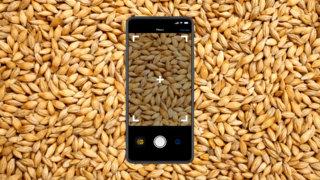 Your smartphone can now be used to determine grain quality