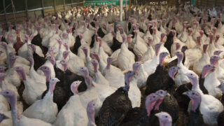 Turkey has a strong future within the Irish poultry meat sector