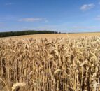 Glyphosate ban ‘would squeeze UK wheat output by 20%’