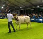 Dairy Spectacular at Omagh Show