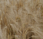 UK winter barley harvest update from ‘challenging season’