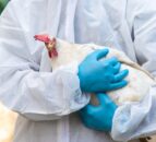 Investigation underway into third suspected bird flu case in Co. Tyrone