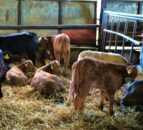 Increase in beef bulls on dairy cows drives NI’s rise in beef-sired calves