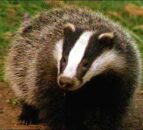 Badger culling to begin again in Northern Ireland