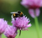 UK bumblebee numbers fell to record low in 2024