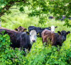 Peak District study trip to showcase innovative upland stock practices