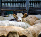 UFU slams ‘persistent’ NI and GB beef price differences