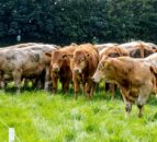 UFU demands answers over cattle imports