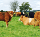 North’s incentivisation scheme for the removal of BVD-infected calves to close