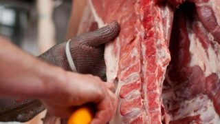 Cattle age deception in Northern Ireland costs farmers money