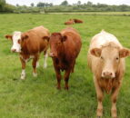 Cross-border beef price gap falls from almost €200 to €3/head