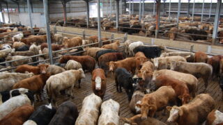 Northern Ireland cattle supplies to remain tight in 2015