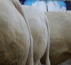Conference to focus on improving profitability in beef production
