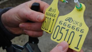NI BVD offenders to be prosecuted