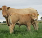 LMC: NI calf registrations to sucklers down over 2,000 in 2019