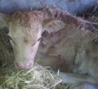 UFU: ‘Farmers should not miss out on BVD scheme opportunity’