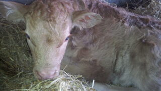 UFU: ‘Farmers should not miss out on BVD scheme opportunity’
