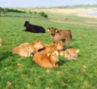 O’Neill calls on EU to support North’s farmers