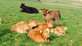 O’Neill calls on EU to support North’s farmers