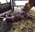 Could putting your heifers in calf first cut down on stragglers?