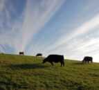 Submissions open for global advancement in agri-food contest