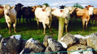 Maximum jail sentence for animal welfare offences in the North increased to 5 years