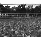 Six cattle, including two calves, have been stolen in the North