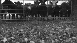 Six cattle, including two calves, have been stolen in the North